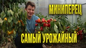 Агрофирмы продают как гибрид, но у меня растет много лет как сорта - ланчбокс красный и желтый