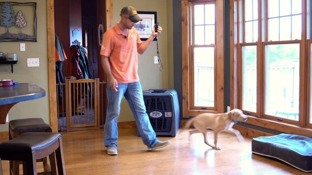 Labrador Retriever How To Train A Family Dog - and Sprigs 5 Month Progress Report смотреть онлайн