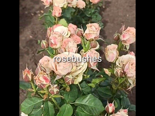 шиммер, капучино @rose_bushes161 смотреть онлайн