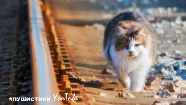 Кошка выпрыгнула из поезда. Она проехала более 120 километров, но всё же... смотреть онлайн