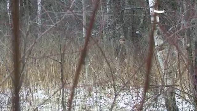 Телохранитель 4.8 смотреть онлайн