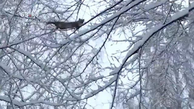 На Ново-Садовой разгуливал хорек смотреть онлайн