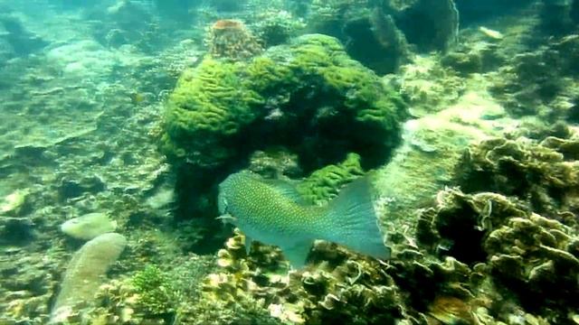 Дайвинг на Самуи // дайвинг на Ко Тао