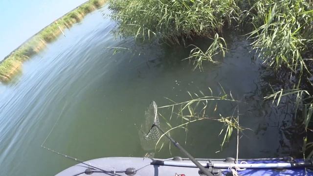 РЫБАЛКА НА САЗАНА. КРУПНЫЙ САЗАН НА ПОПЛАВОК САЗАН НА КУКУРУЗУ смотреть онлайн