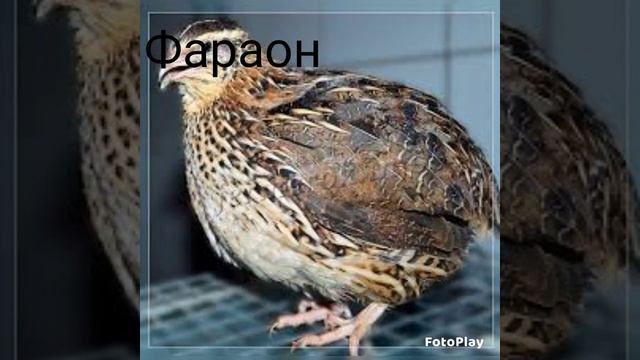 Виды перепелов смотреть онлайн