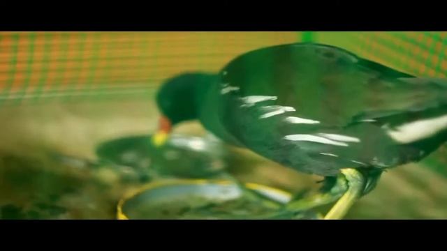 Болотная курица Болотная красавитца смотреть онлайн