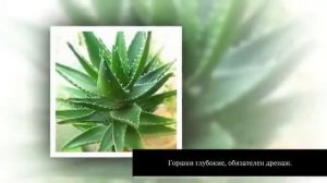 Алоэ древовидное столетник  Уход в домашних условиях