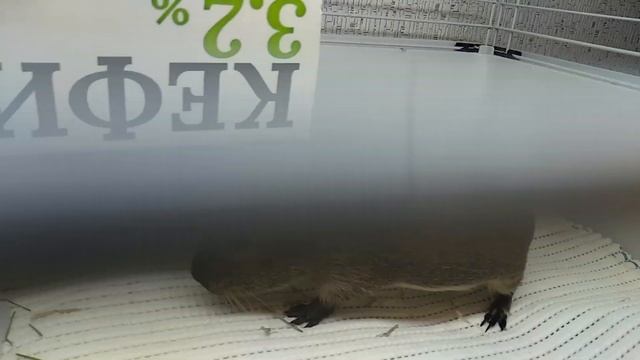 Расчесываем морских свинок Чем, как, когда? смотреть онлайн