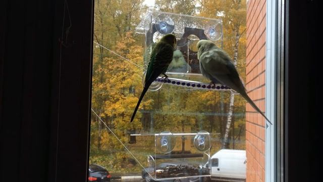 Арт кормушки на Окне смотреть онлайн