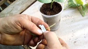 Как привить на тыкву огурцы