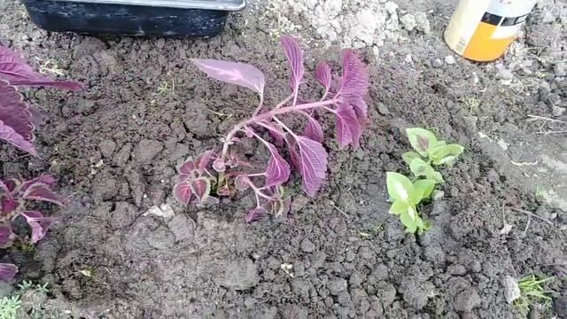 Посадка колеуса рассадой . смотреть онлайн