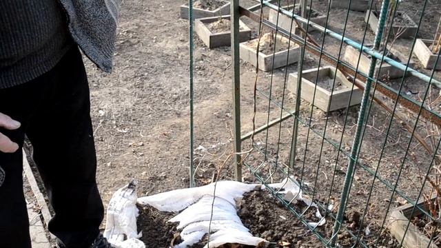 АКТИНИДИЯ: Спасаем актинидию от зимне-весеннего вымокания смотреть онлайн