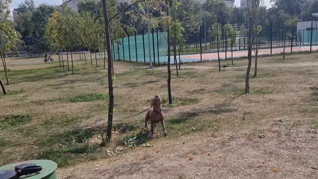 жара 32 градуса/ питбули играют на самом пекле смотреть онлайн