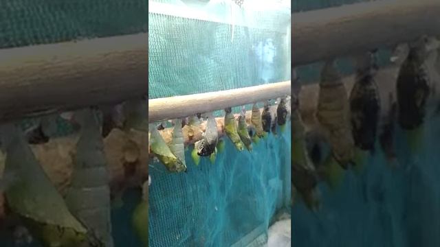 Бабочка вылупляется из кокона смотреть онлайн