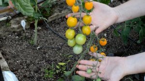 Томат Летнее солнце (Summer Sun)