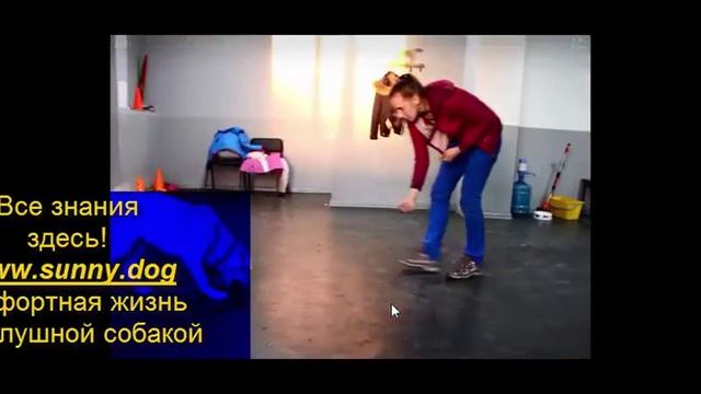 апортировка как научить щенка приносить игрушку дрессировка лабрадора смотреть онлайн