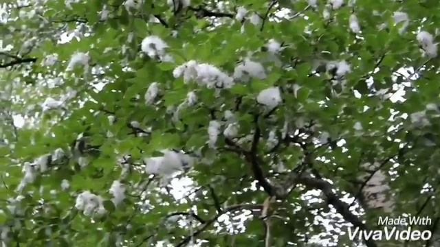 коварный "СНЕГ" летом смотреть онлайн