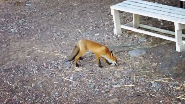 Лиса около Финского залива) FOX смотреть онлайн