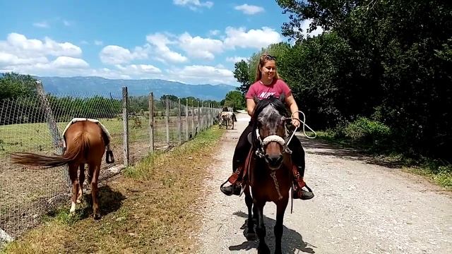 Horses, Donkeys ON THE EXAMPLE OF AN EXPERIENCED HORSE