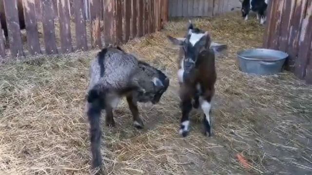 Пятеро козлят! И это не сказка, а новость Минского зоопарка смотреть онлайн