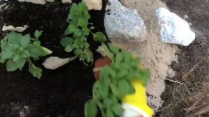 Красивый цветник с нуля ? альпийская горка в цветнике своими руками