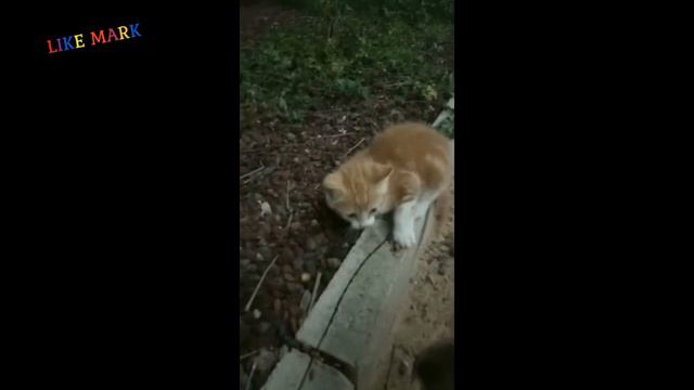 Мурочка укусила меня за палец смотреть онлайн