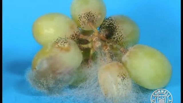 Üzümde Aspergillus niger, Botrytis cinerea, смотреть онлайн