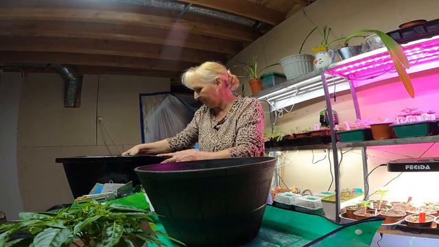 CLEANING UP LEAVES, PRUNING, PLANTING THE ORNAMENTAL FIRE & ICE PEPPER смотреть онлайн