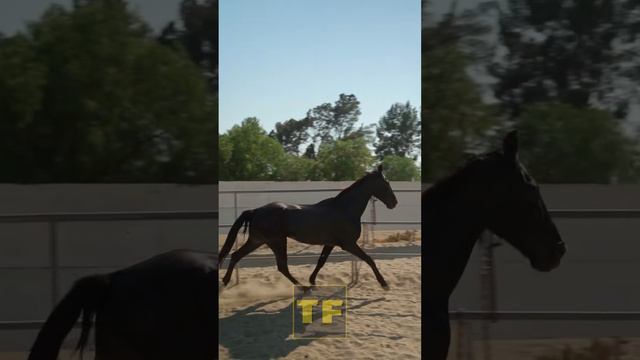 Уникальные свойства копыт лошадей о которых не каждый знает смотреть онлайн