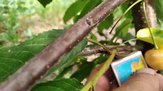 Черешня Легенда Млієва. смотреть онлайн