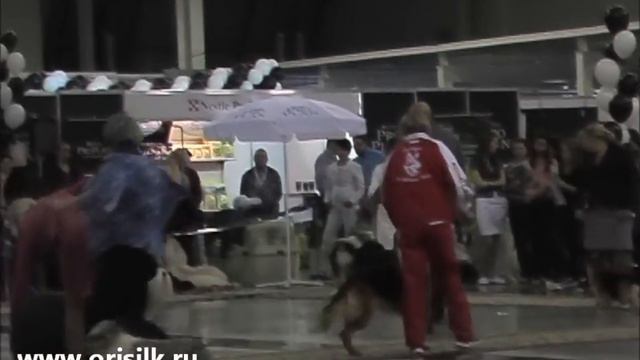 БИГ-1 CACIB Екатеринбург смотреть онлайн