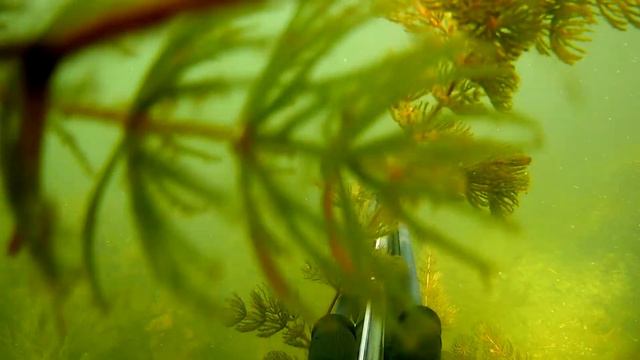 Подводная охота на речке в сентябре месяце. смотреть онлайн