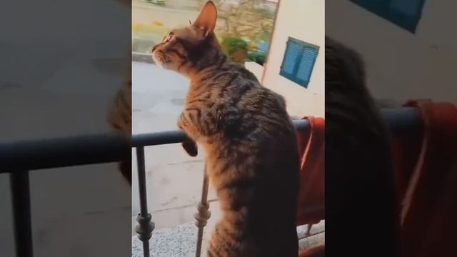 ...опять у соседей разборки ? смотреть онлайн