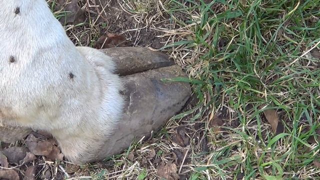 История хромой коровы. Остеомаляция или наминка? смотреть онлайн
