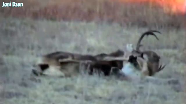 Пума в деле! Пума против Собаки, Волка, Медведя, Орла, Лучшая защита, нападение... смотреть онлайн