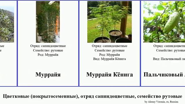 Цветковые (покрытосеменные), отряд сапиндоцветные, семейство рутовые бархат Angiosperms Ясенец