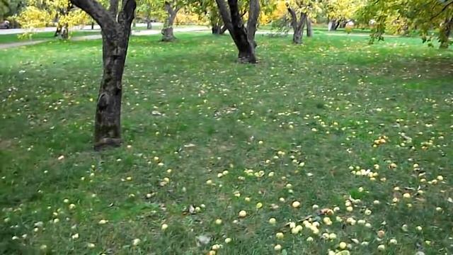 Парк Коломенское 09-10-11 смотреть онлайн