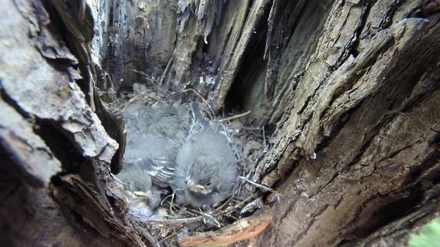 Трясогузка белая №150605 6 Gp150606 4 едят и какают в т ч  на голову