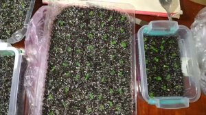 Павловния из семян в домашних условиях