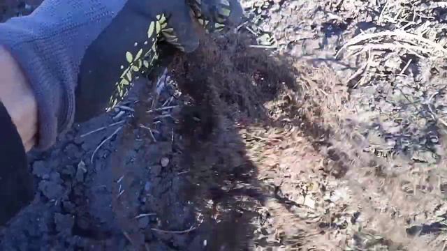 фундук Галле поповнення колекції. Весняна посадка смотреть онлайн