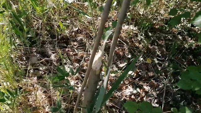 Снова появились бобры на пруду возле моей дачи смотреть онлайн
