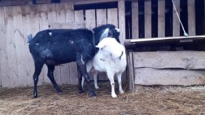 Как выглядит петля у козы в охоте?