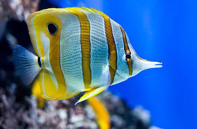 Морской аквариум для начинающих! Теплая дружественная лекция, беседа о морском аквариуме! 2 часть. смотреть онлайн