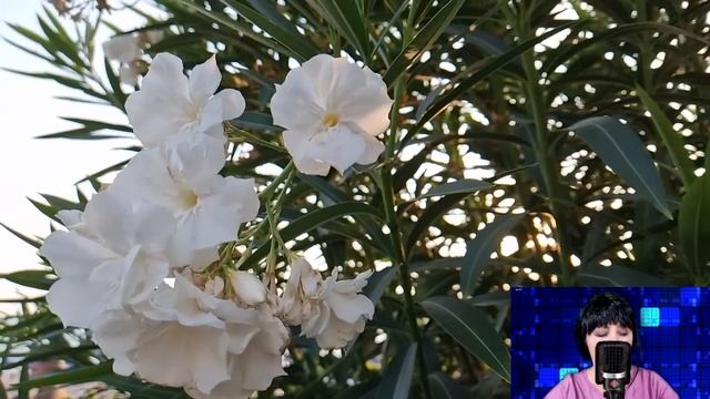 Невеста узнала в будущей свекрови свою родную мать. Но сюрпризы судьбы только начинались... смотреть онлайн