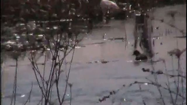 Утки лысухи 1 смотреть онлайн