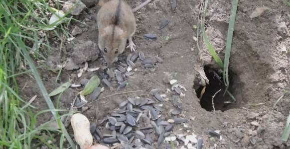 Старая мышь-полёвка смотреть онлайн