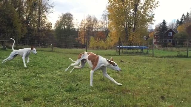 Podenco's running ! Ibizan Hound / Podenco Ibicenco смотреть онлайн