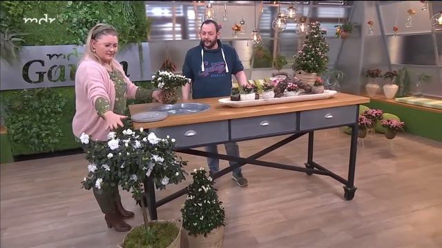 So pflegen Sie Zimmerazaleen richtig | MDR Garten смотреть онлайн