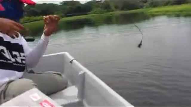 Tube Casters Adisick P.net hooked toman 6.5kgs.flv смотреть онлайн