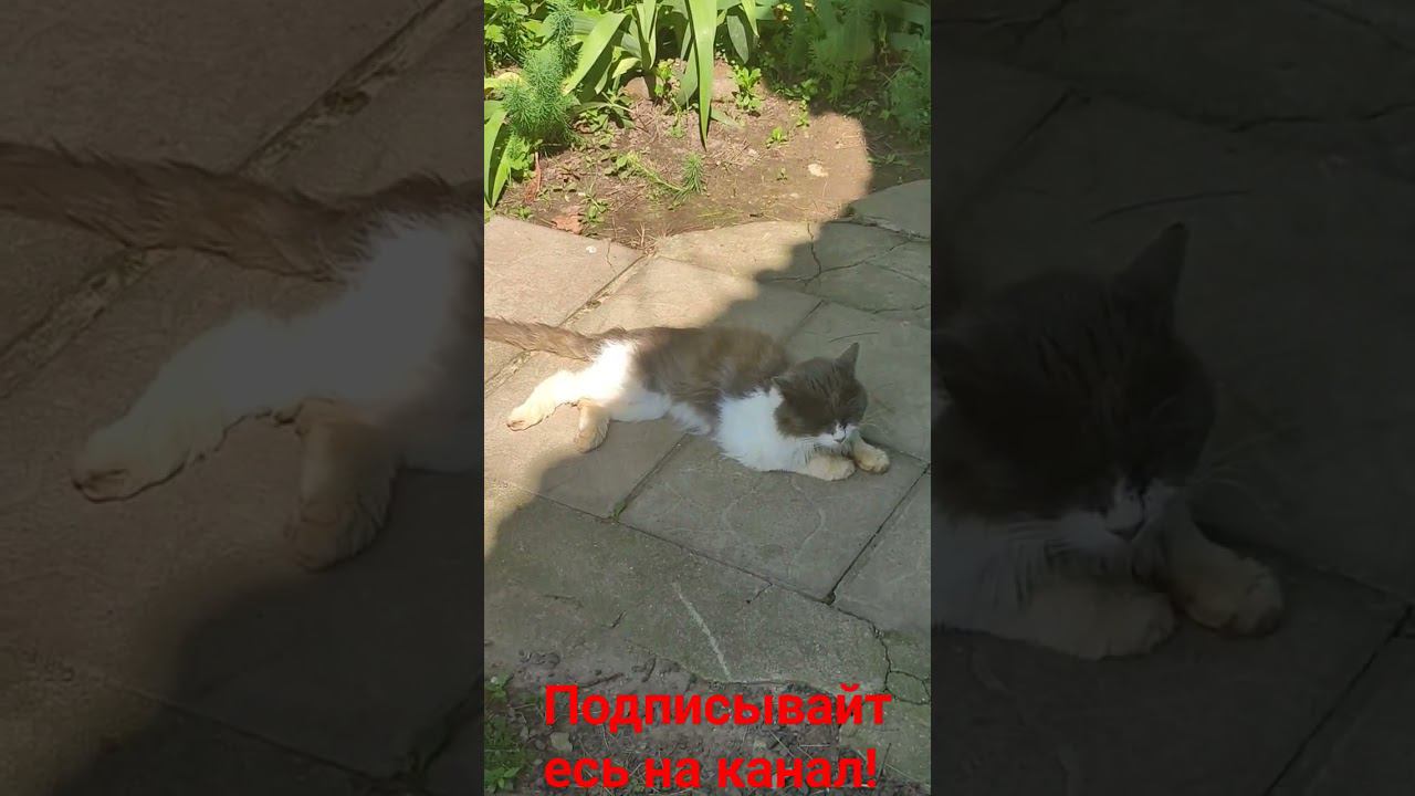 Барсик и Жара!!!! смотреть онлайн